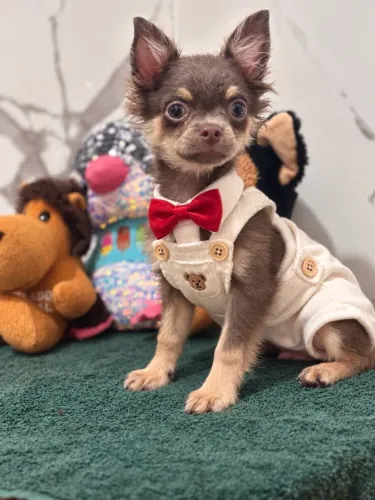 Chihuahua miniaturinhas 
