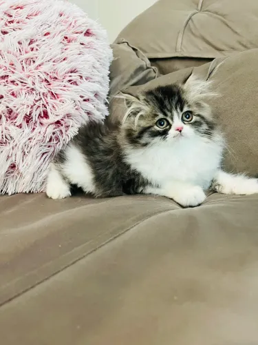 Gato persa