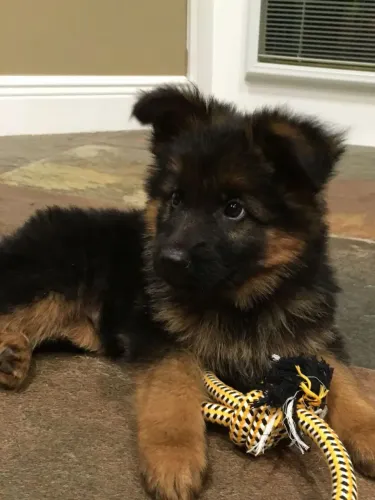 Pastor alemão Um baby doguinho pronto pra te amar muito