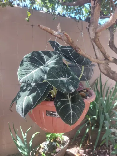 Planta Alocasia reginula 'Black Velvet