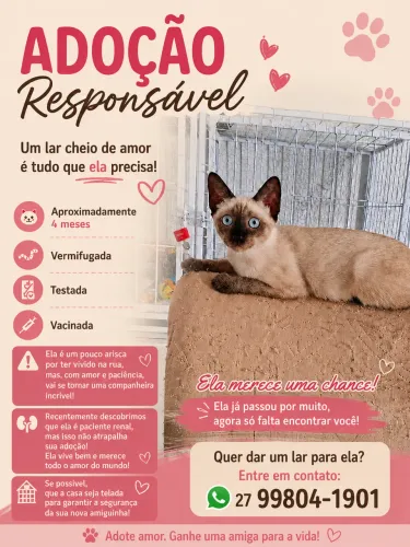 Gata Siamês pra adoção