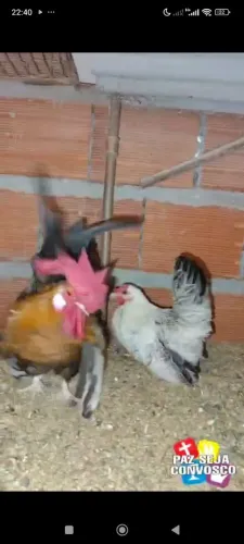 Galo