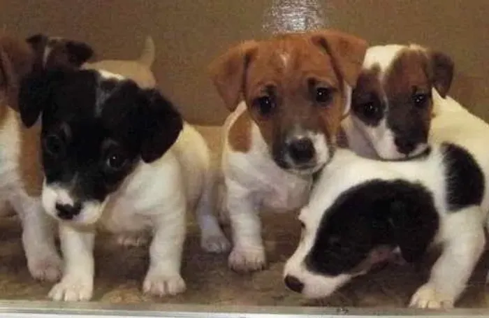 jack russel x fox 