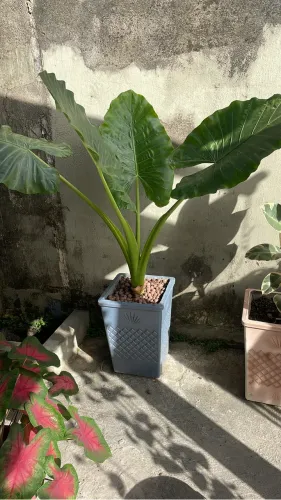 Orelha de elefante grande