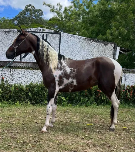 CAVALO PAMPA LINDO E MÁQUINA DE PICADO