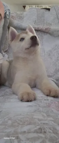 Husky Siberiano, fêmea, dócil, 2 meses, com 2 vacinas