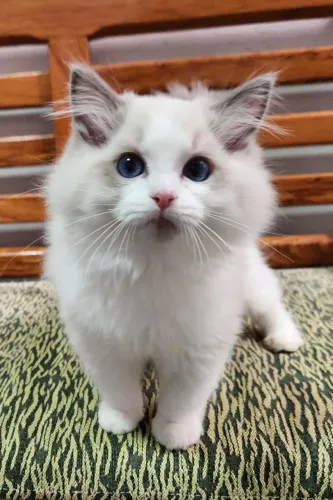 Ragdoll