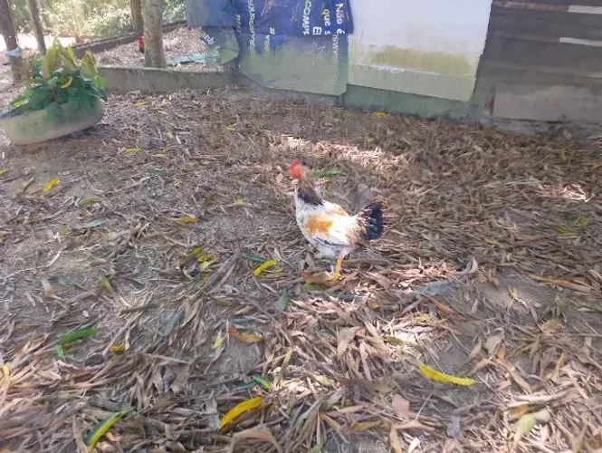 Frango galo jovem