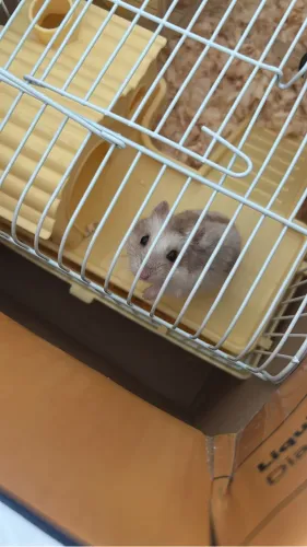 Doação hamster