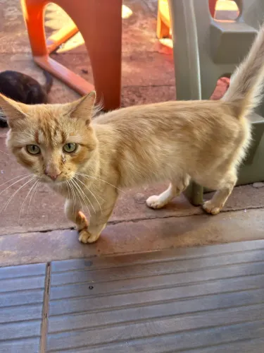 Lindos gatos para doação