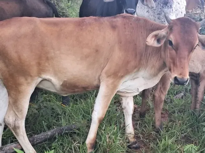 Novilha e bezerro