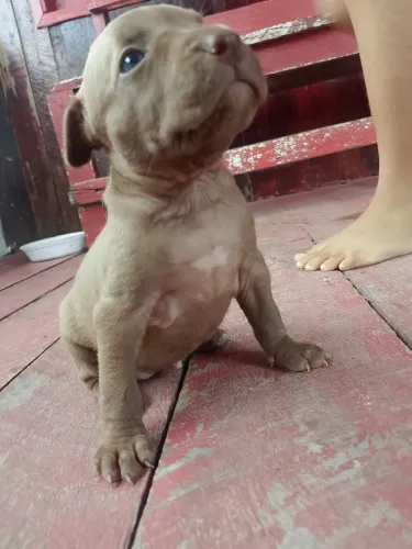 Cachorro Pit Bull