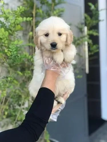 Golden Retriever Premium: Filhotes Saudáveis com Garantia e Parcelamento!