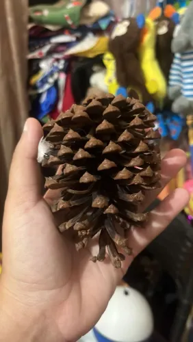 Diversos itens para roedores 