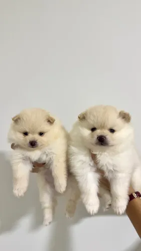 Lindos lulu da pomerania a venda - ursinhos ( disponíveis macho e fêmea