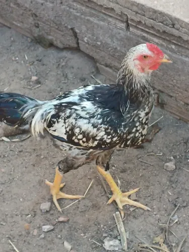 Frangos Caipira à Venda