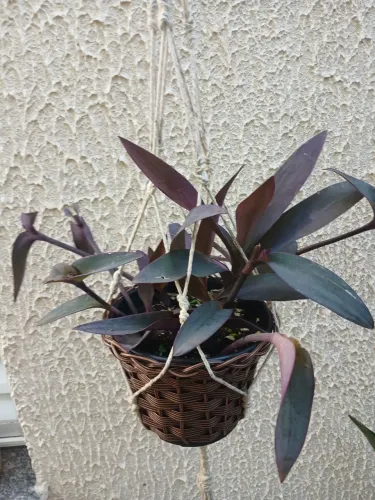 Planta