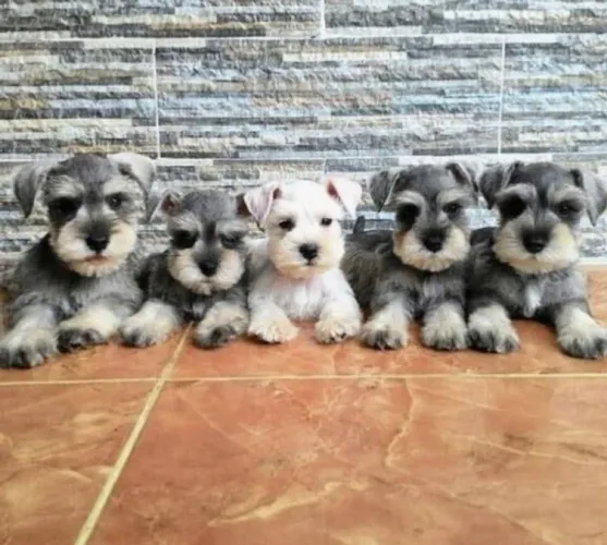 Filhote de Schnauzer a pronta entrega.