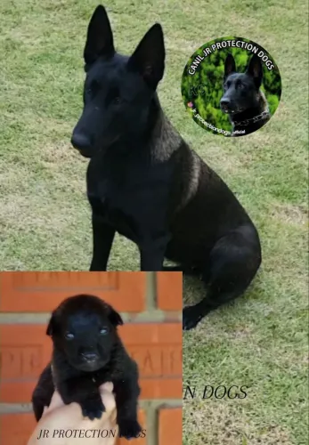 Pastor Belga de Malinois