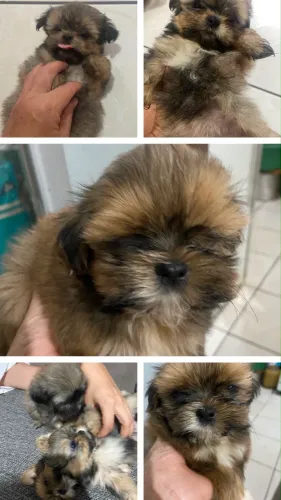 Vende-se filhote mini shih tzu