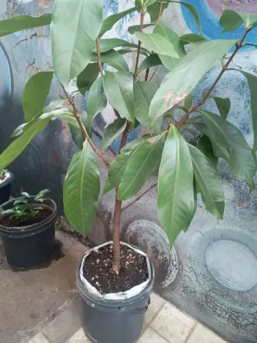 Pé de Jambo do Pará