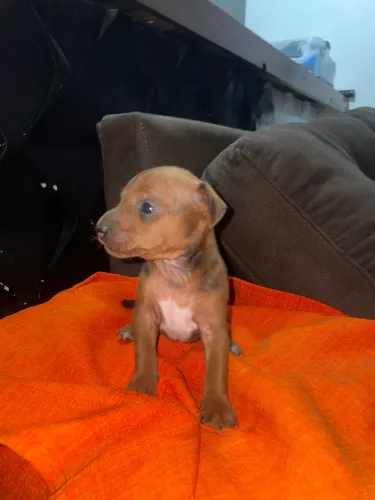 Filhote de Pinscher 1 
