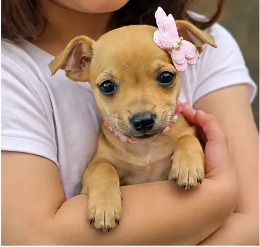 Neném Pinscher/Pincher/Pinsher/Pintier muito dóceis e cheios de charme