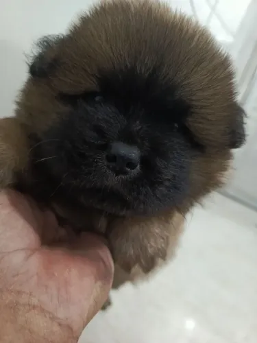 Filhotes de Chow Chow macho 