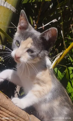 Gatinhos para doação