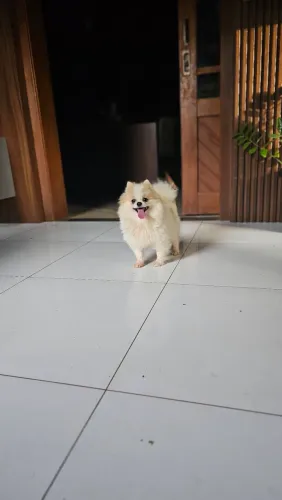 Lulu Fêmea bem anã.  Adulta. Leia o anúncio. 