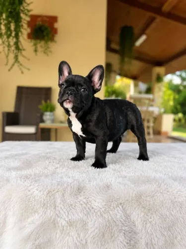 Bulldog francês 