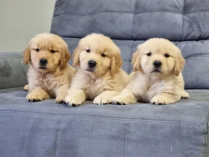 Golden retriever lindo e carinhoso