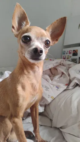 Pinscher macho para cruzar