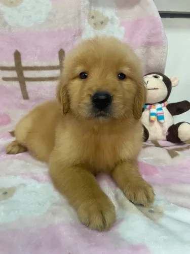 Golden Retriever 