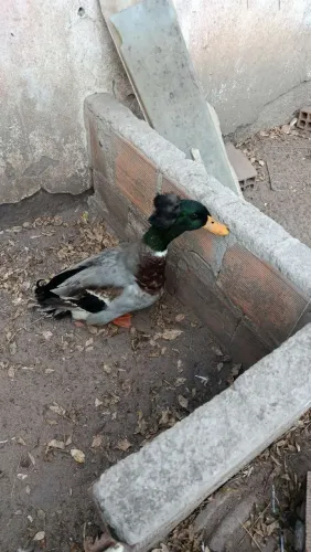 Marreco 