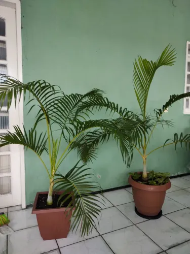  Palmeira Salão em promoção 