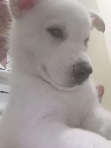Vendo filhotes de husky siberiano 