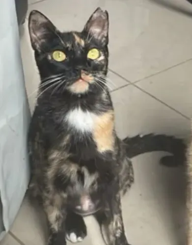 Doação de linda gatinha