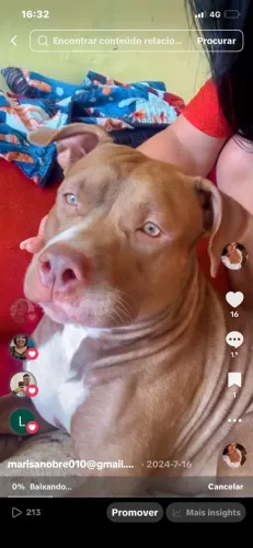 FILHOTE DE PITBULL