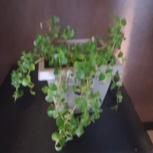 Planta de pedurar pedra de folhas pequenas  
