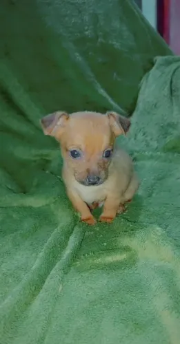 Pinscher barato disponível 