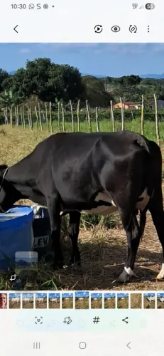 Vaca leiteira