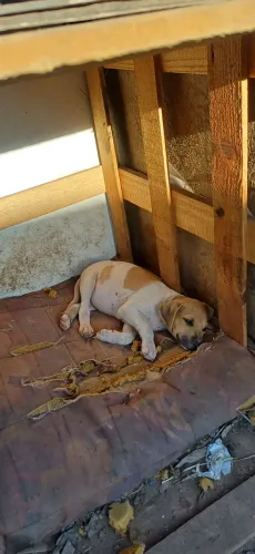 Cachorrinho raça mestiçado