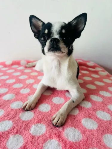 Chihuahua femea 7 meses