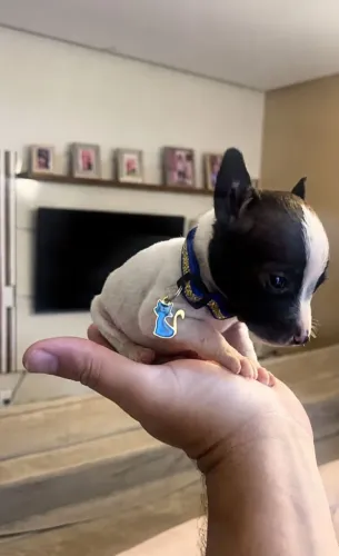Disponível - Pinscher machinho 00. 