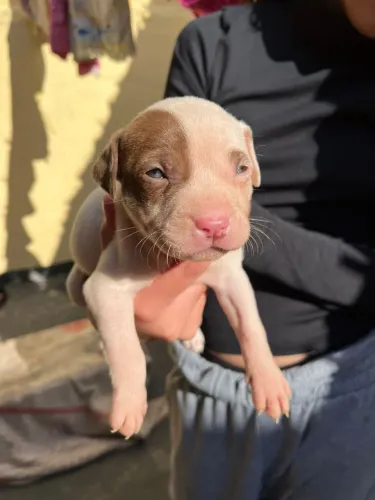 VENDE - SE FILHOTES DE PITBULL