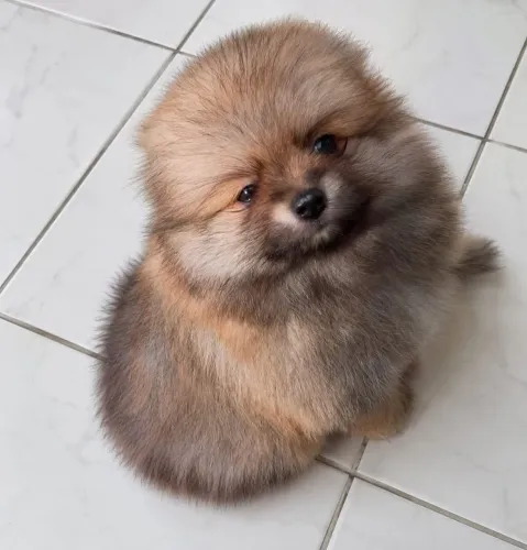 Filhotes de Lulu da Pomerânia Spitz alemão