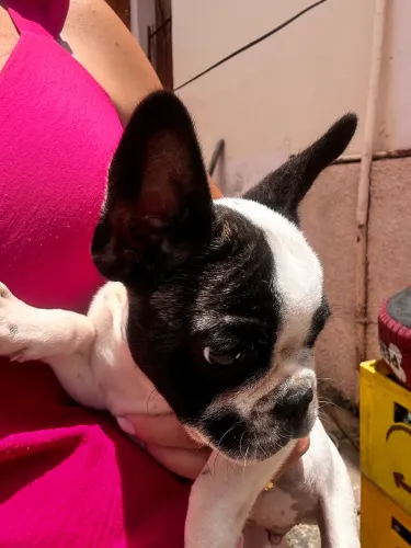 Vendo filhote de Bulldog Francês macho