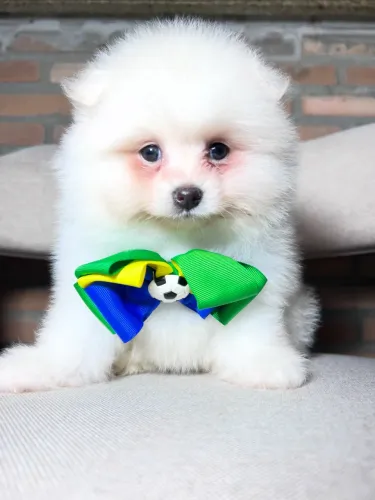 Lindos filhotes de Spitz Alemão com pedigree