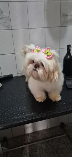 Shitzu cruzada fêmea 
